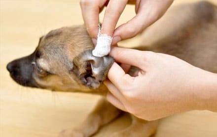 Grooming anjing terdekat.jpg