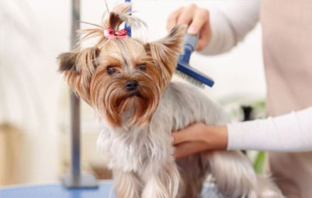 Jasa mandiin anjing profesional.jpg