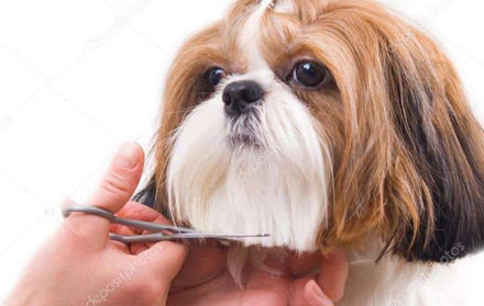 Mandiin anjing murah.jpg