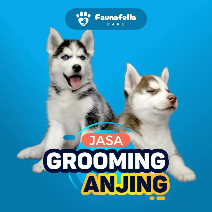 Jasa grooming anjing panggilan terdekat.webp